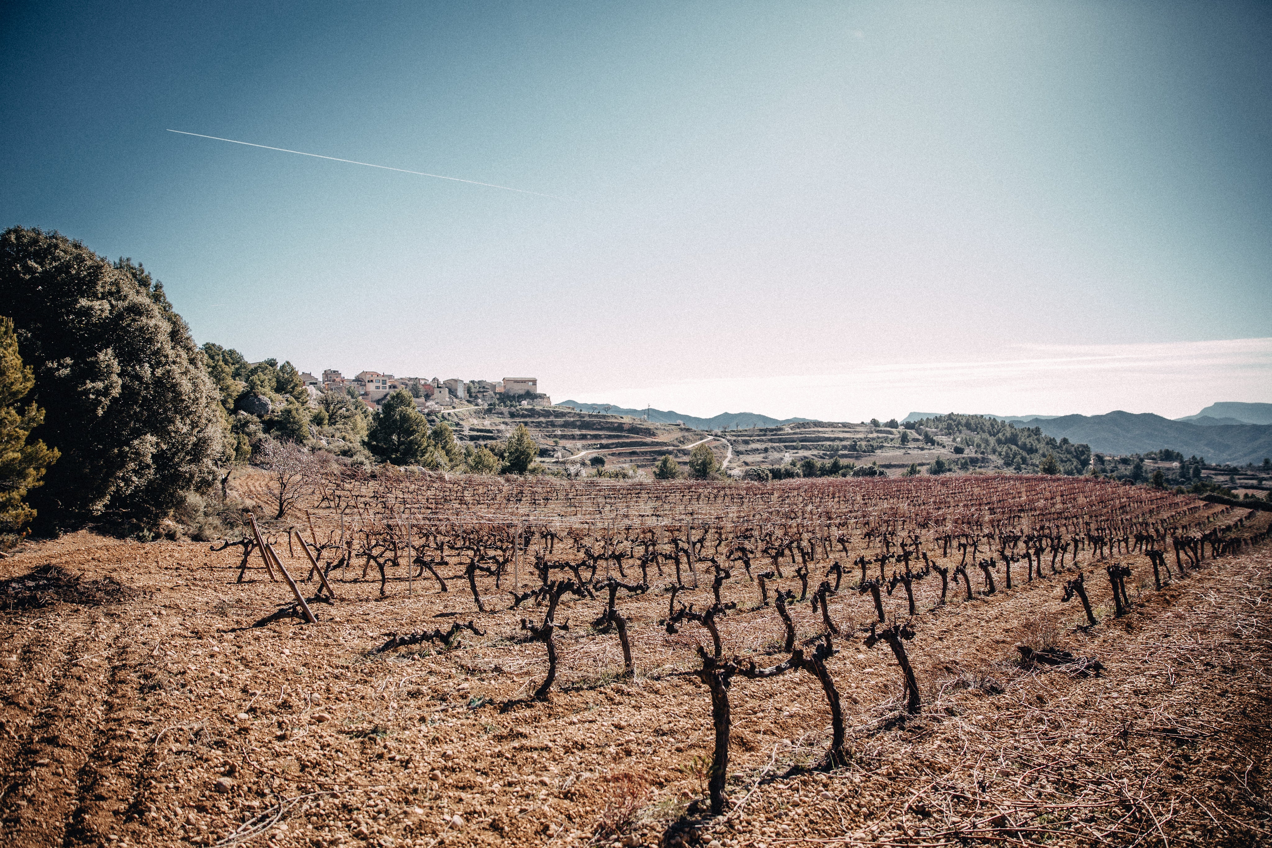 empty-vineyard.jpg